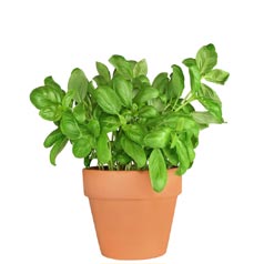 Basil